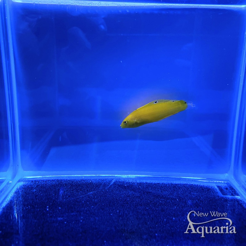 Yellow Coris Wrasse