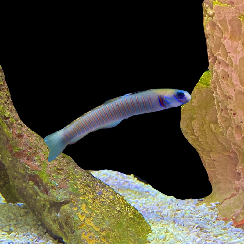 Zebra Dartfish