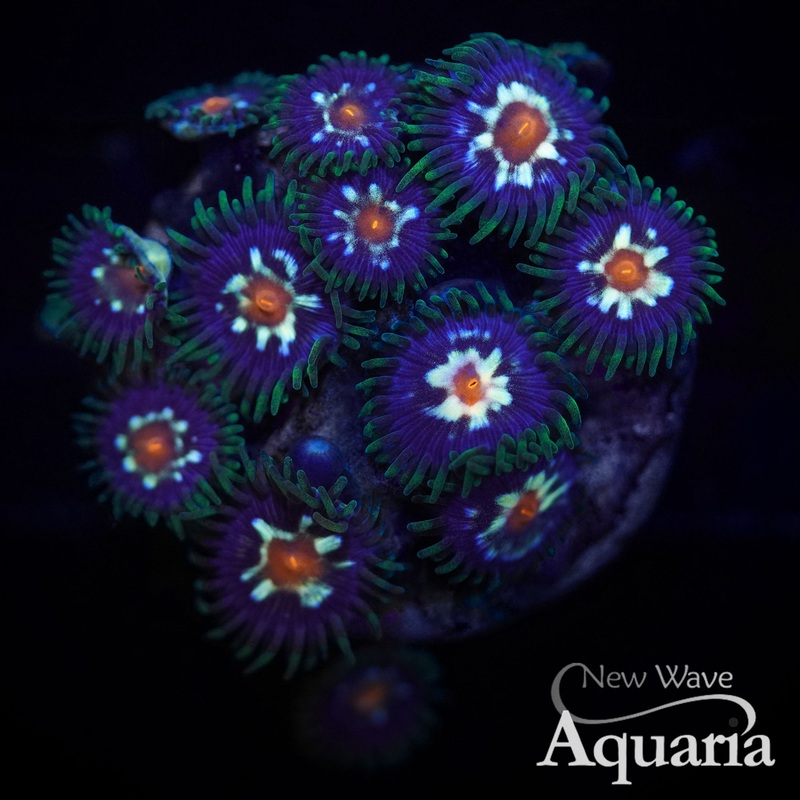 458: Daisy Cutter Zoa