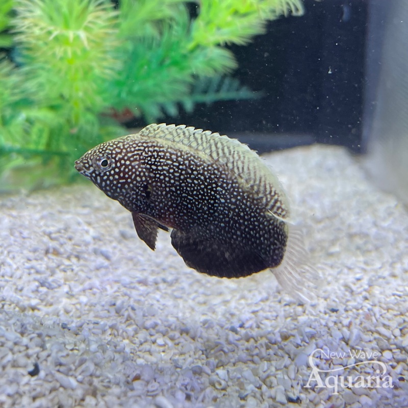 Black Leopard Wrasse