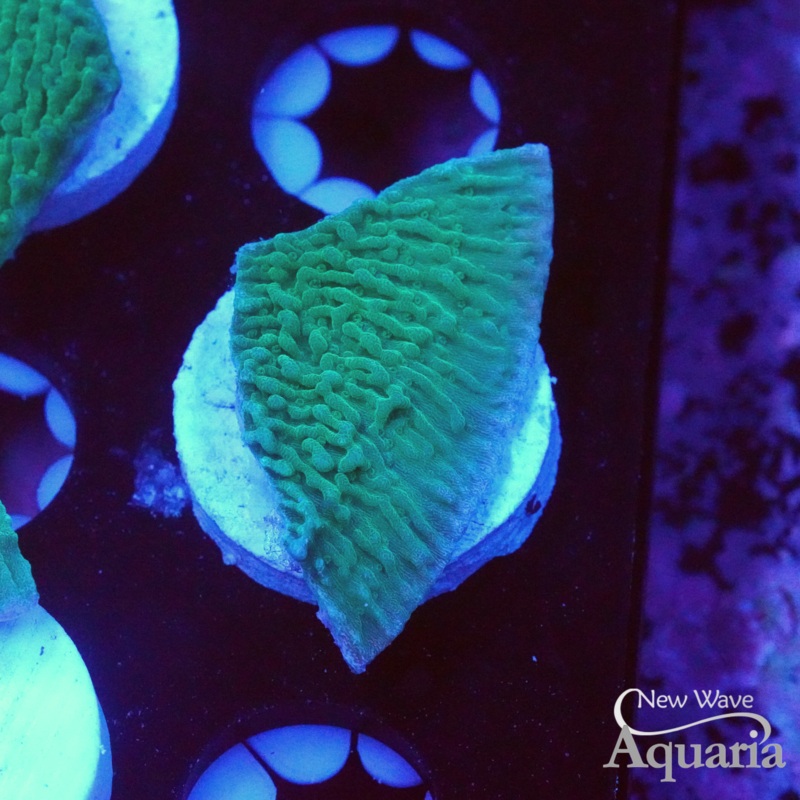 Green Apple Monti