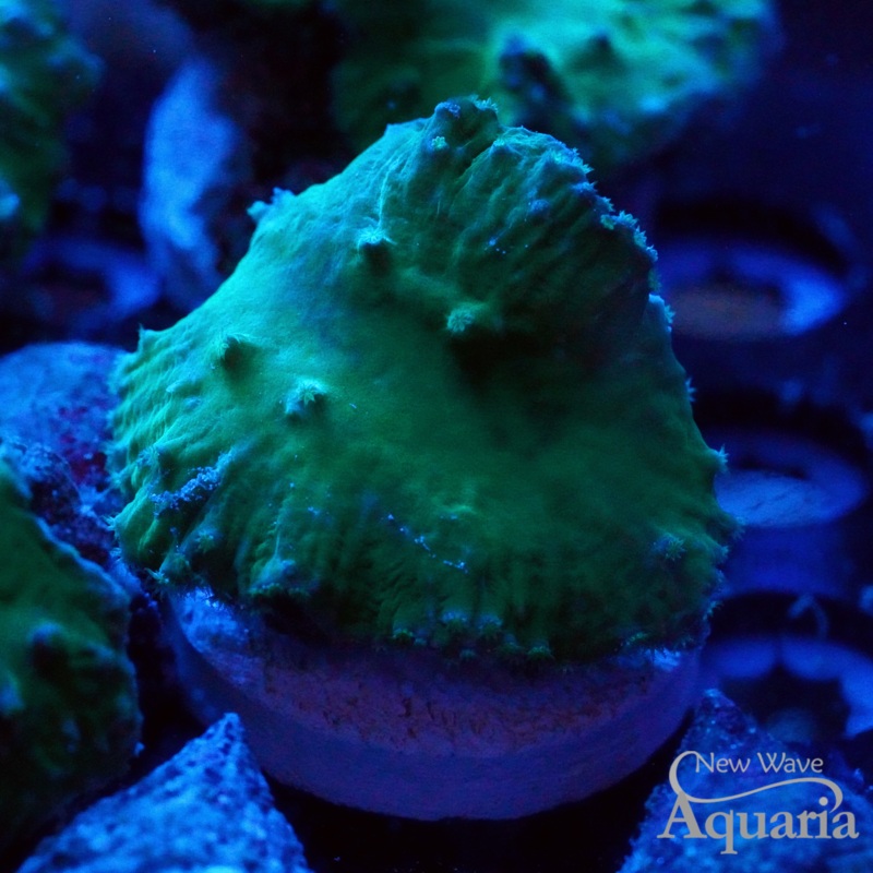 Neon Green Cabbage Leather