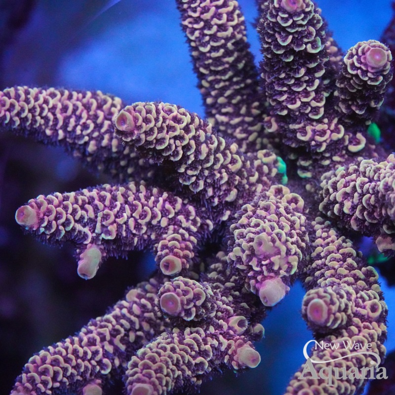 NWA Copperband Spathulata - Cut to Order Frag