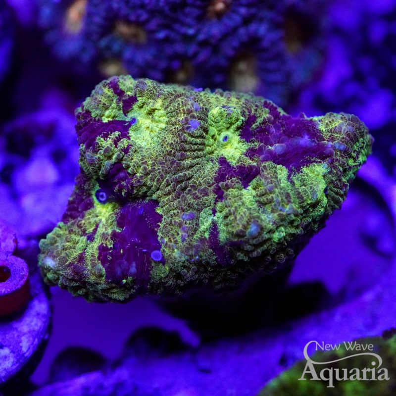 NWA Grapple Favia