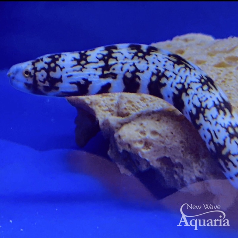 Snowflake Eel