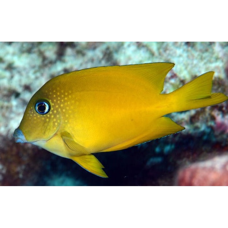 Squaretail Bristletooth Tang (JUV)