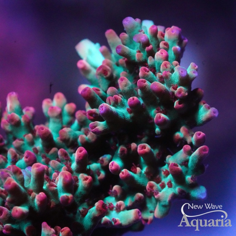 Strawberry Shortcake - Cut to Order Frag