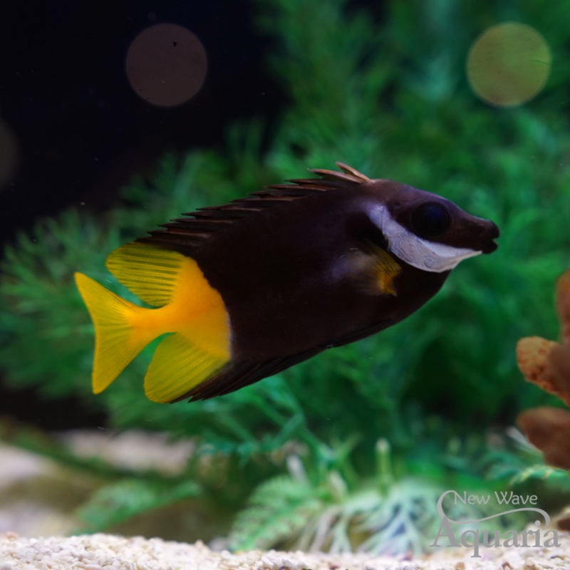 Bi-Color Fiji Foxface