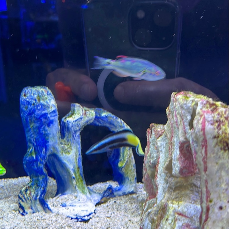 Bicolor Cleaner Wrasse