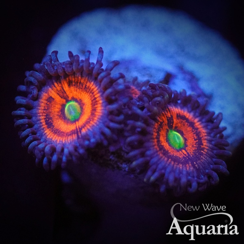 Everlasting Gobstopper Zoa