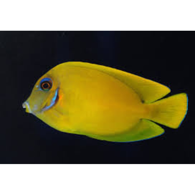 Lemon Peel Mimic Tang
