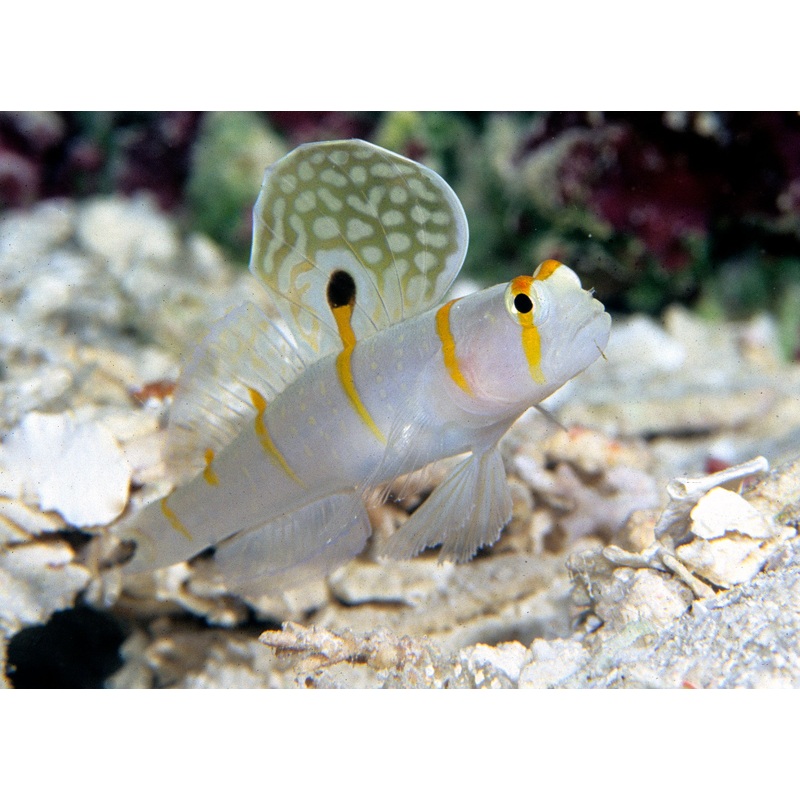 Randalls Goby
