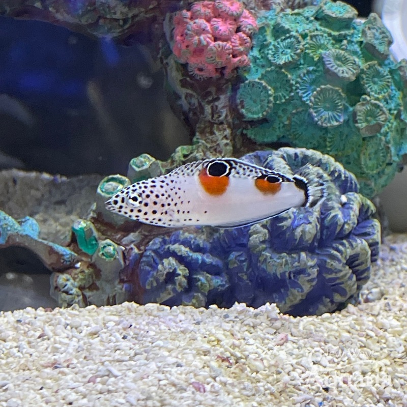 Twin Spot Coris Wrasse