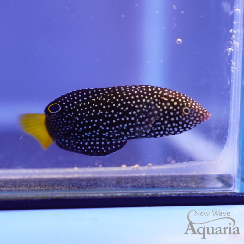 Yellowtail Tamarin Wrasse