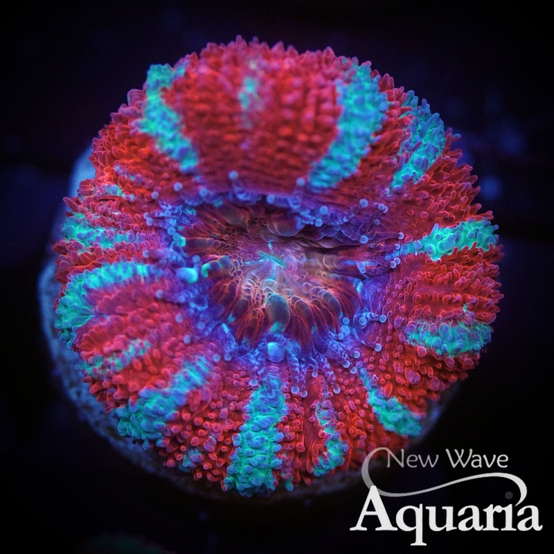 003: NWA Candy Cane Acan