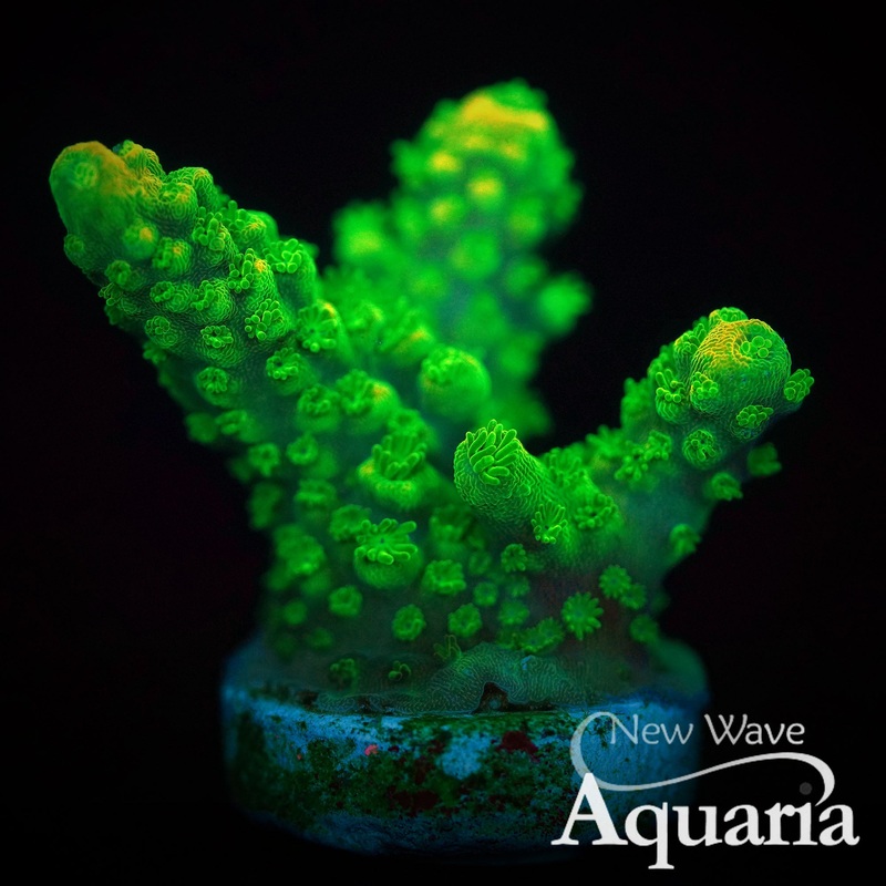 161: JA Toxic Acropora florida