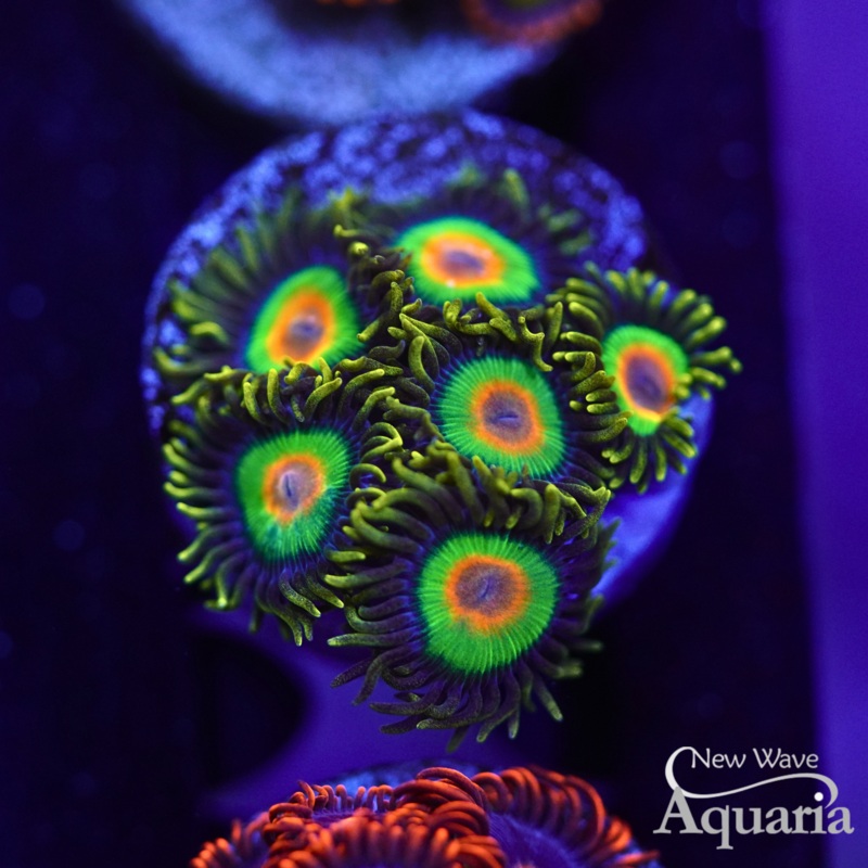 329: Rasta Zoa