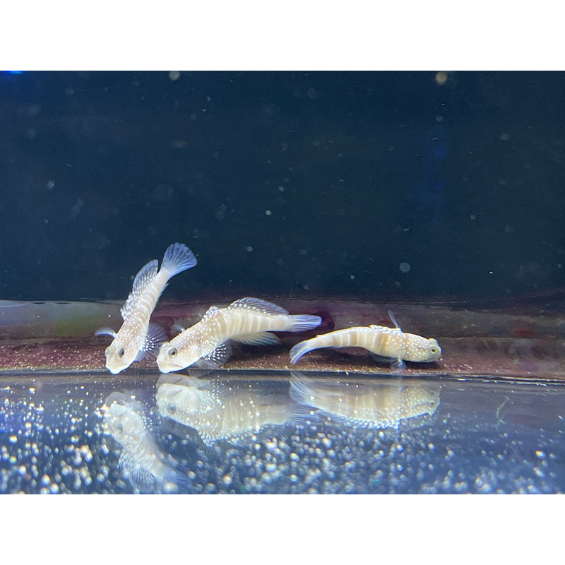 Biota Yellow Watchman Goby
