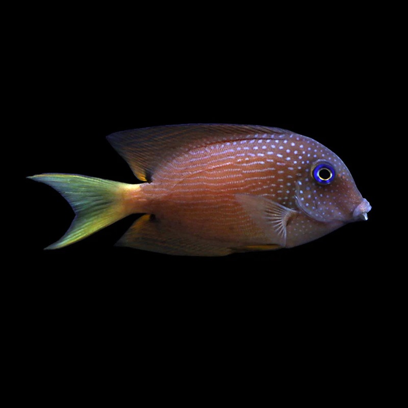 Blue Eye Kole Tang