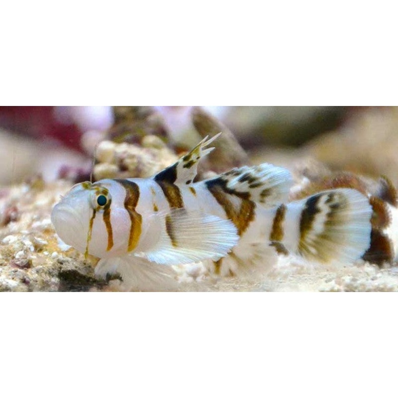 Circus goby