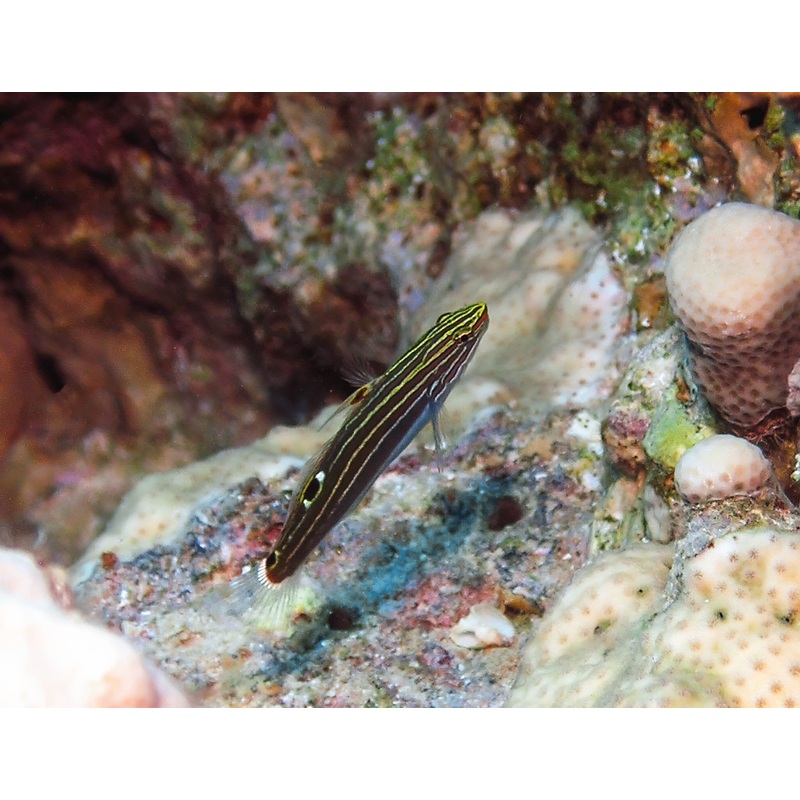 Hectors Goby