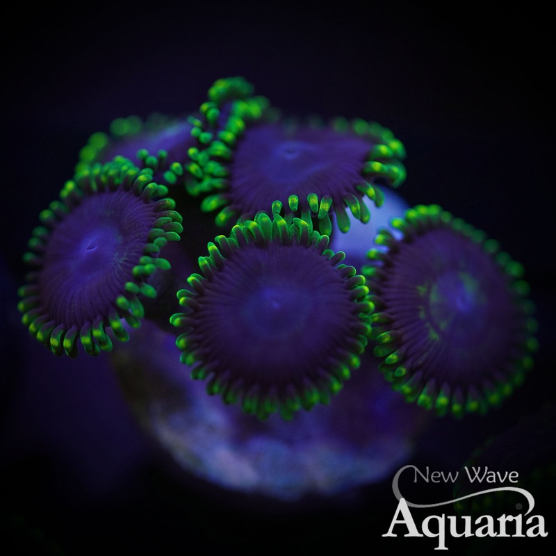 Joker Zoa