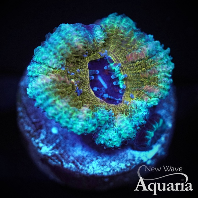 NWA Uranus Acan - WYSIWYG