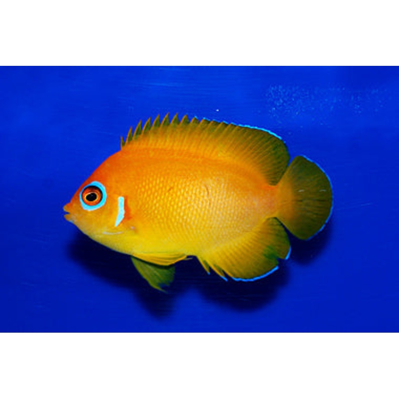 Orange Peel Angelfish