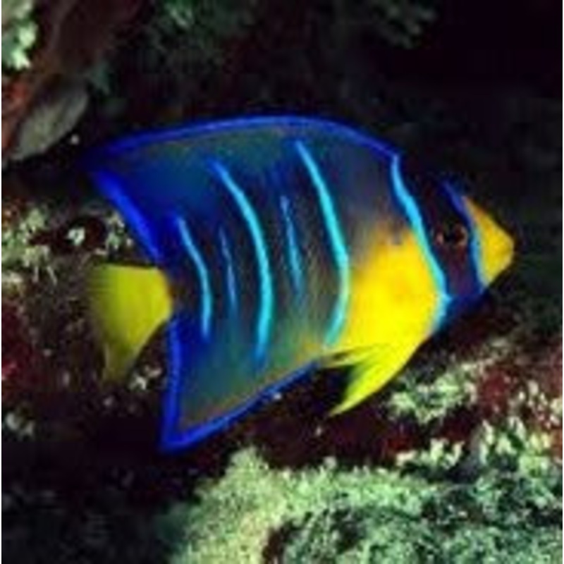 Queen Angelfish (Juvenile)
