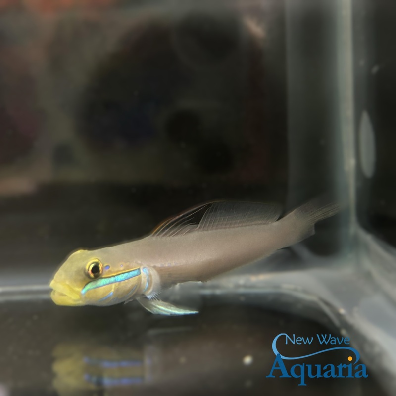 Sleeper Gold Head Goby