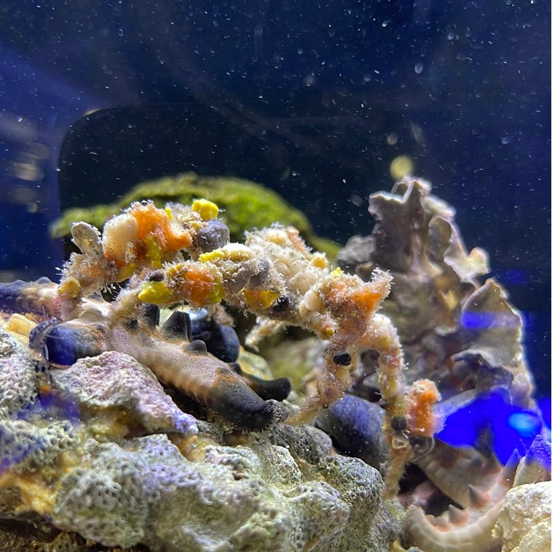 Sponge Decorator Crab