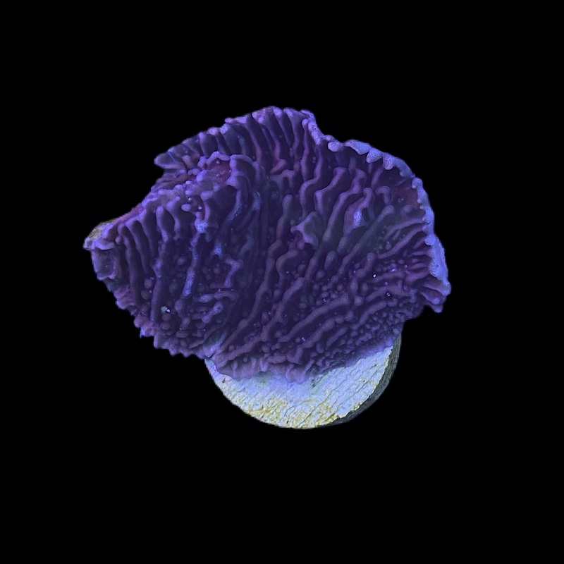 126: Grape Ape Monti