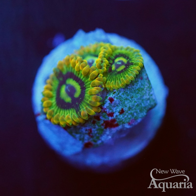 141: Rainbow Yoda Zoa