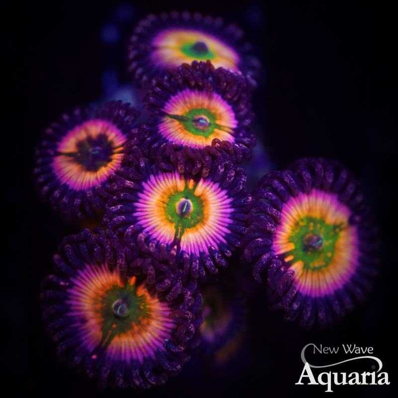 172: Rainbow Infusion Zoa