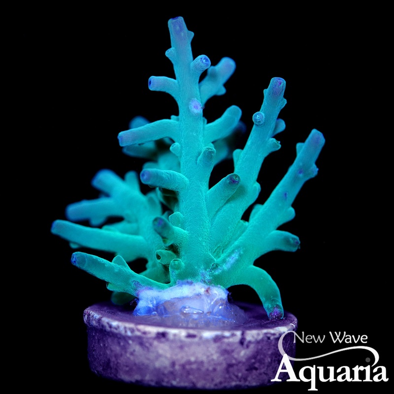 267: Hawkins Echinata
