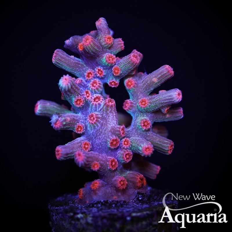 312: Branching Cyphastrea