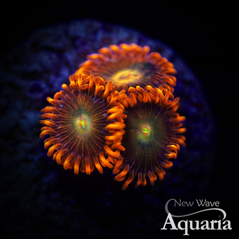 399: Lorax Zoa