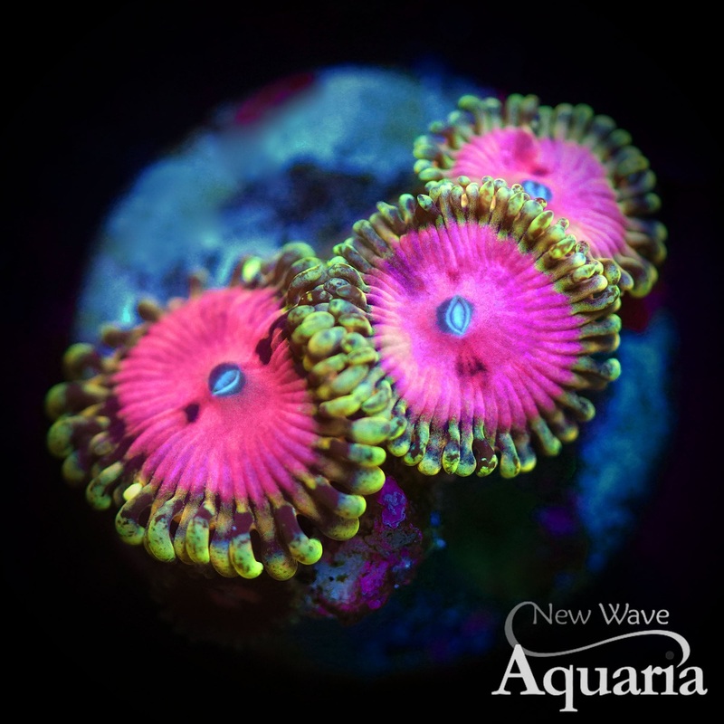 462: Pink Diamond Zoa