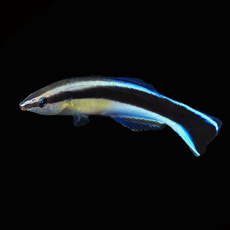 Biota Blue Cleaner Wrasse