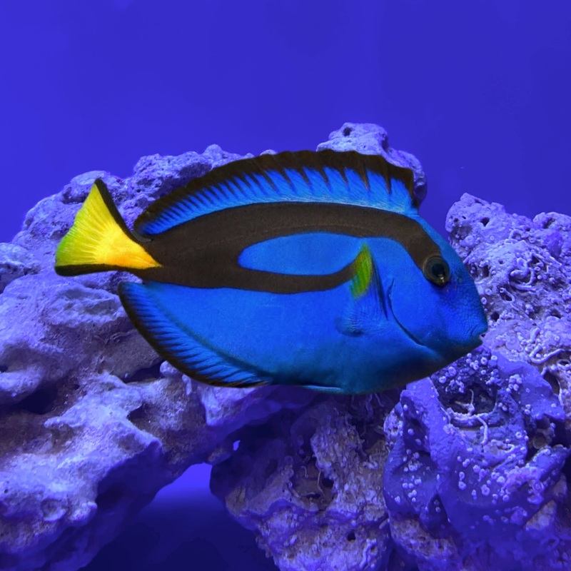 Blue Hippo Tang