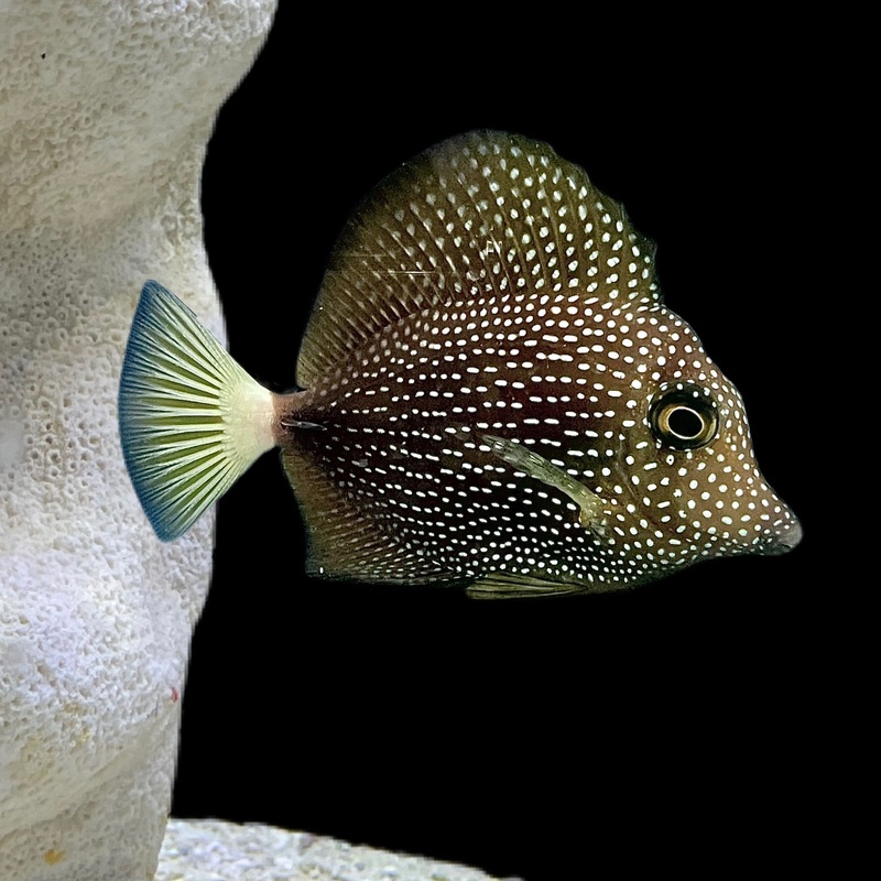 Gem Tang