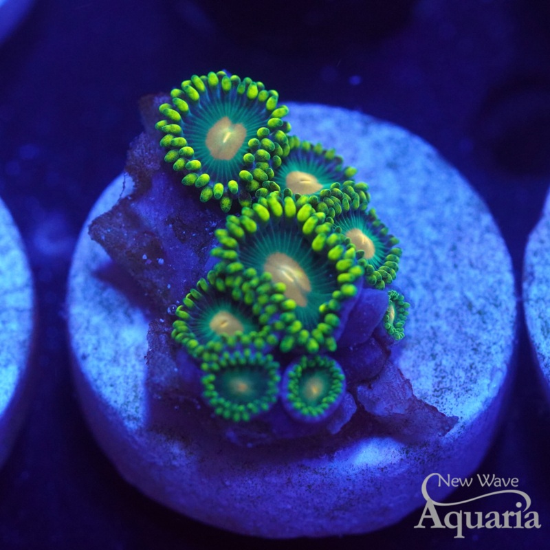 Green Bay Packers Zoas