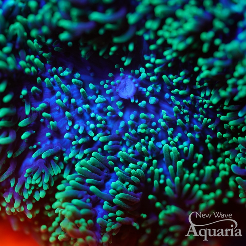 Green Frilly Mushroom