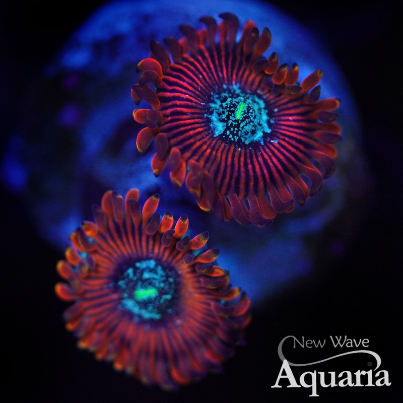 Magician Zoa