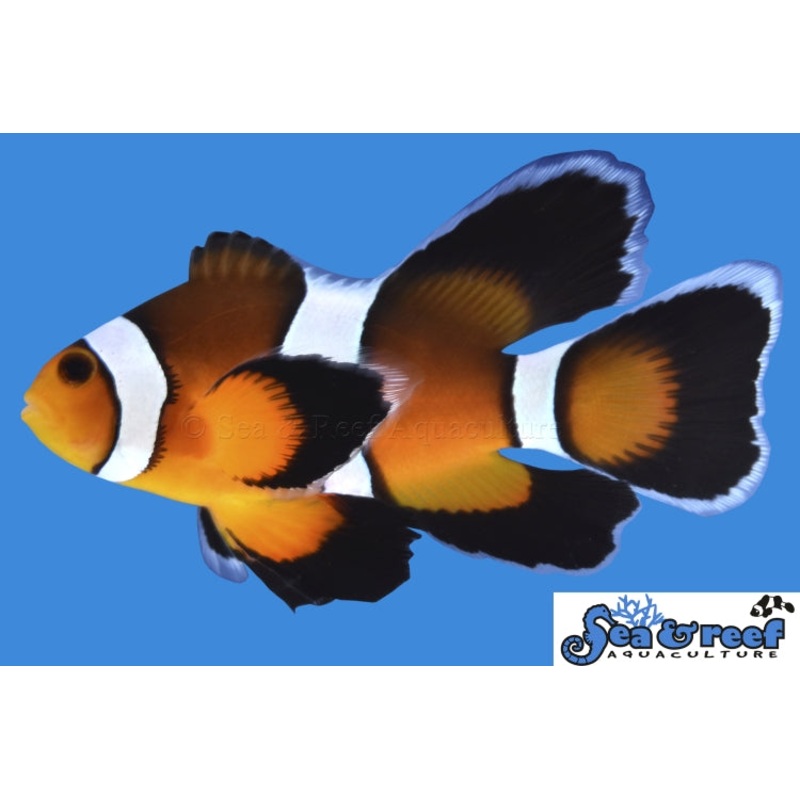 Mocha Longfin Clownfish