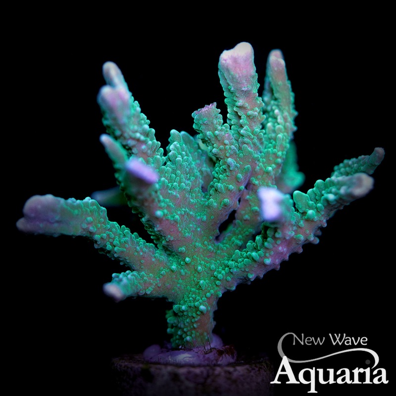 Montipora hirsuta frag