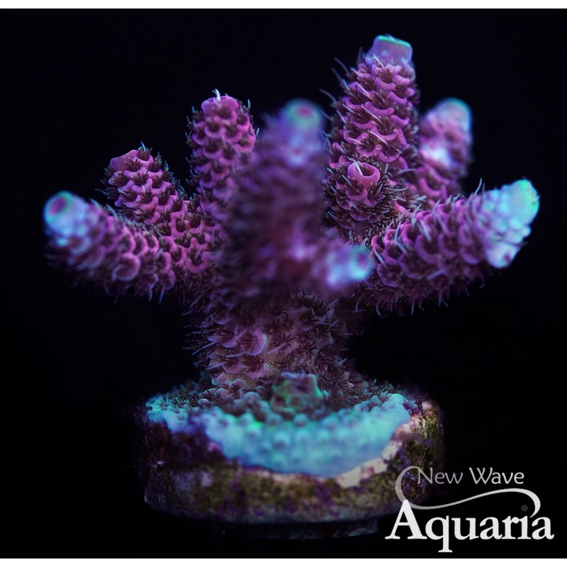 NWA Blueberry Millepora