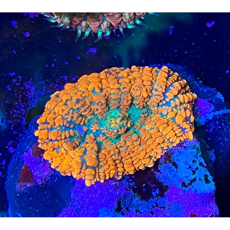 NWA Orange Crush Rhodactis
