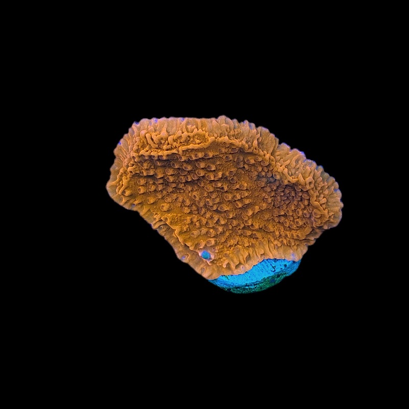Orange Monti