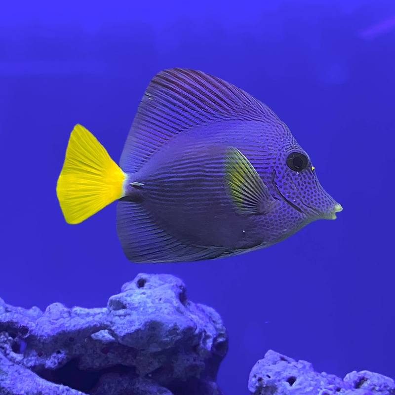 Purple Tang